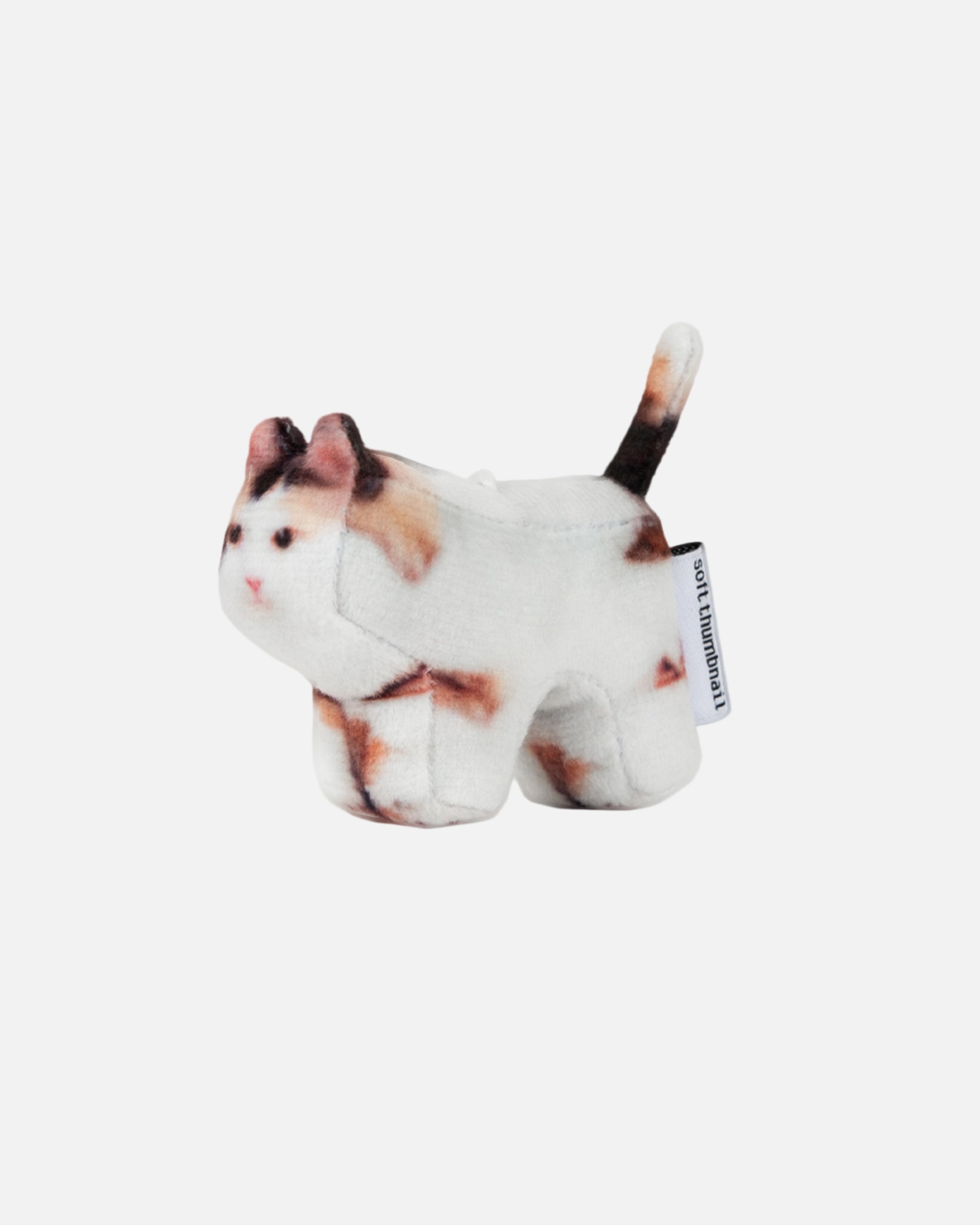 Soft Thumbnail / Jigoo, Domestic Shorthair
