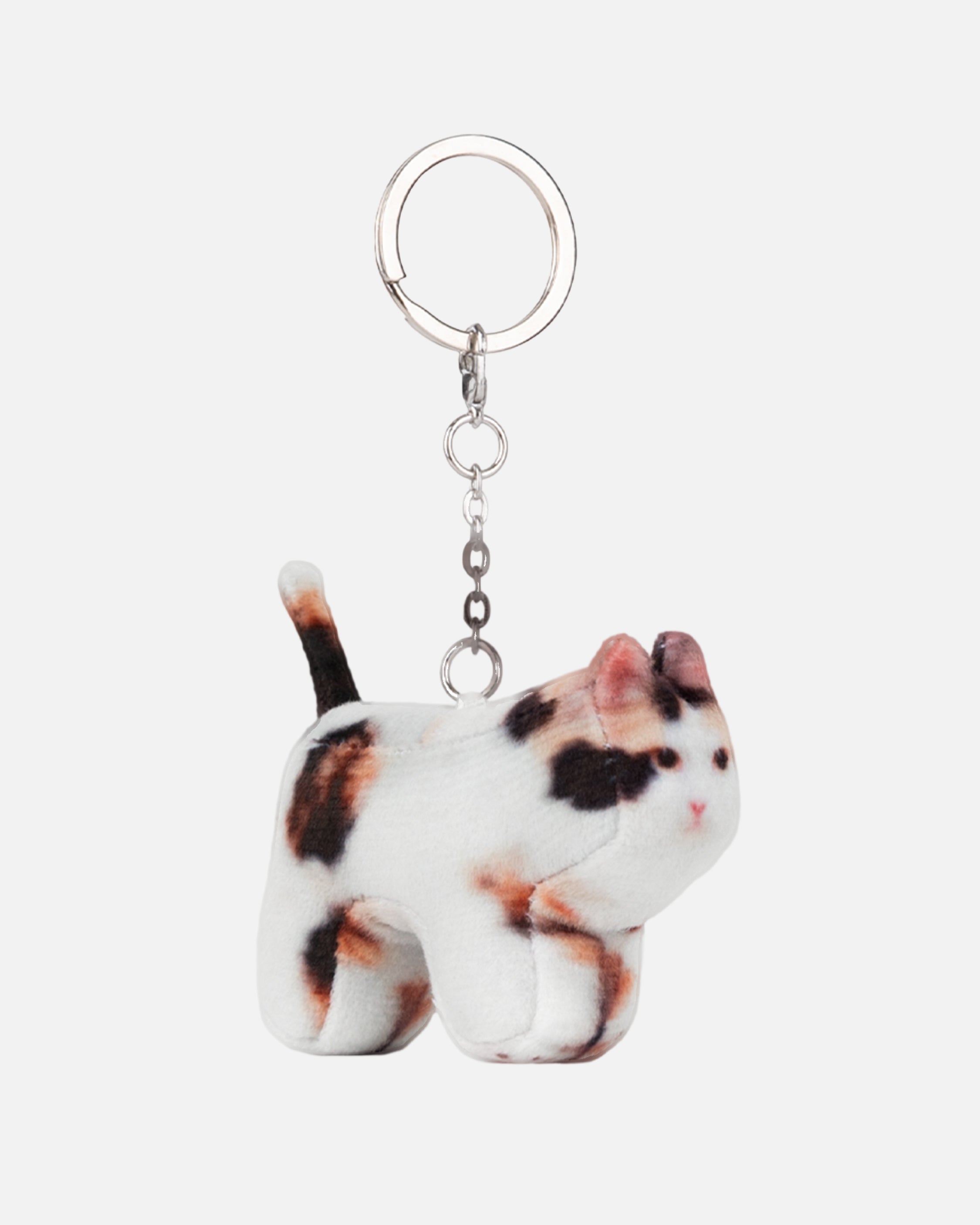 Soft Thumbnail / Jigoo, Domestic Shorthair