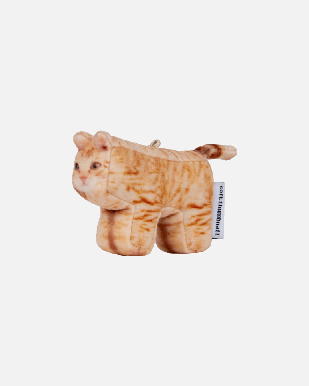 Soft Thumbnail / Cheese, Domestic Shorthair