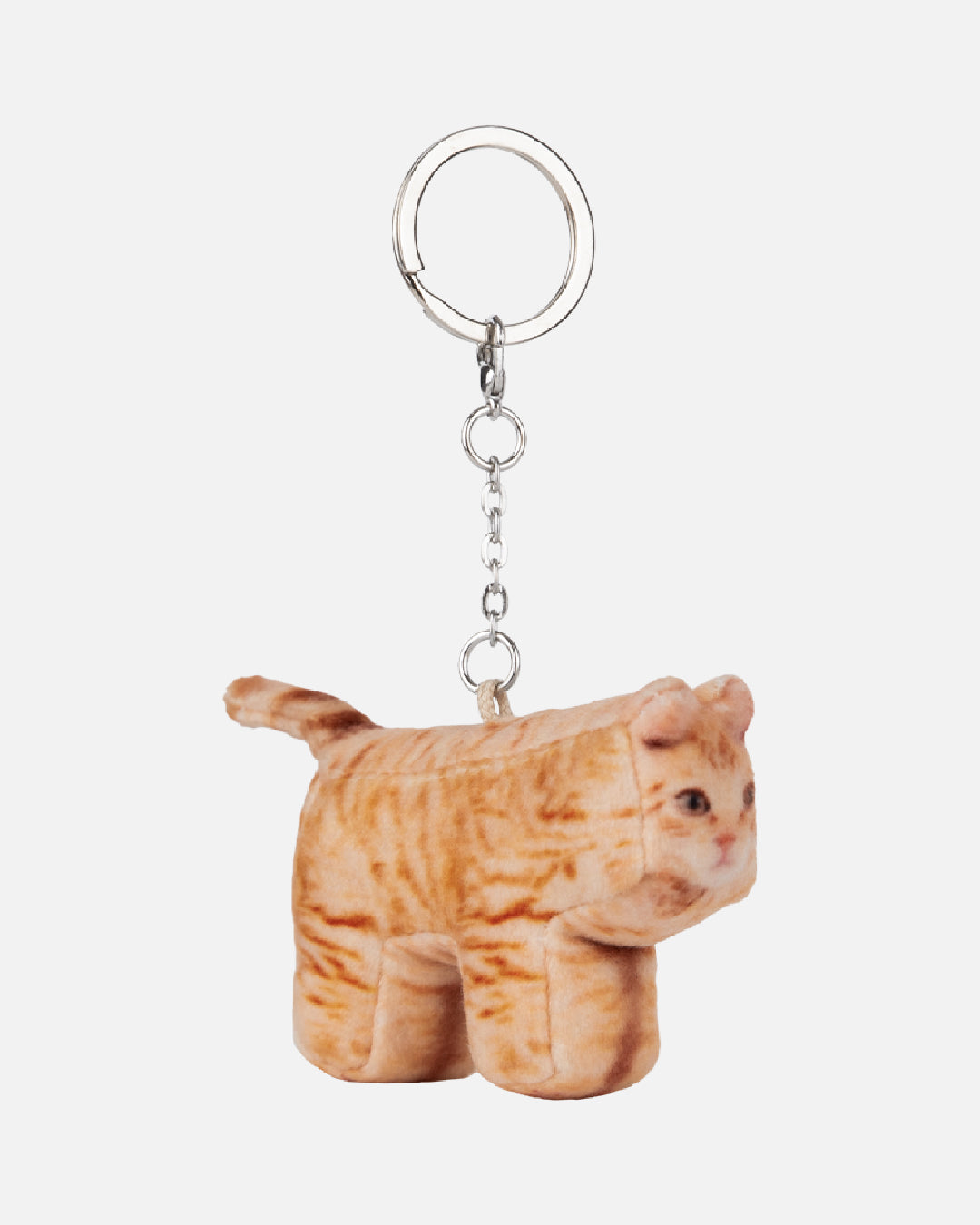 Soft Thumbnail / Cheese, Domestic Shorthair