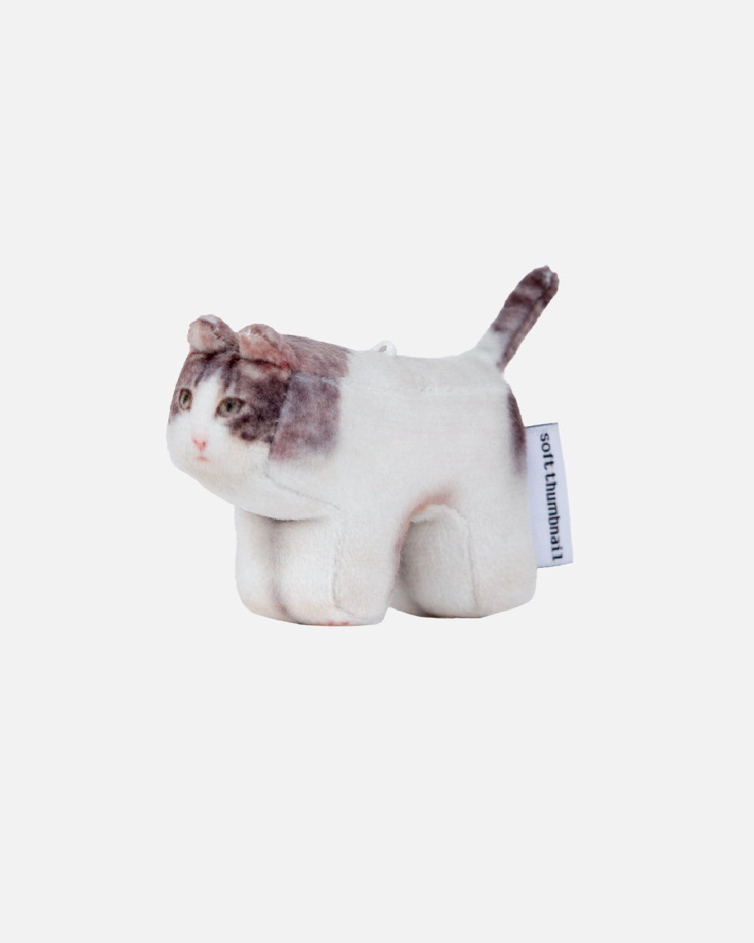 Soft Thumbnail / Milk, Domestic Shorthair
