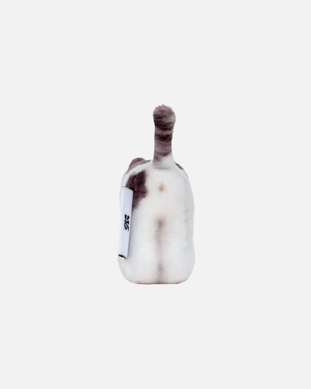 Soft Thumbnail / Milk, Domestic Shorthair