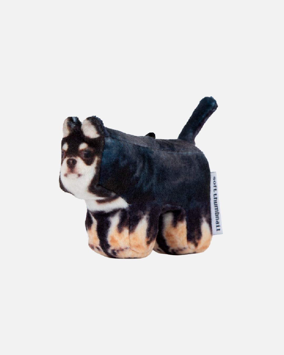 Soft Thumbnail / Pippin, Chihuahua