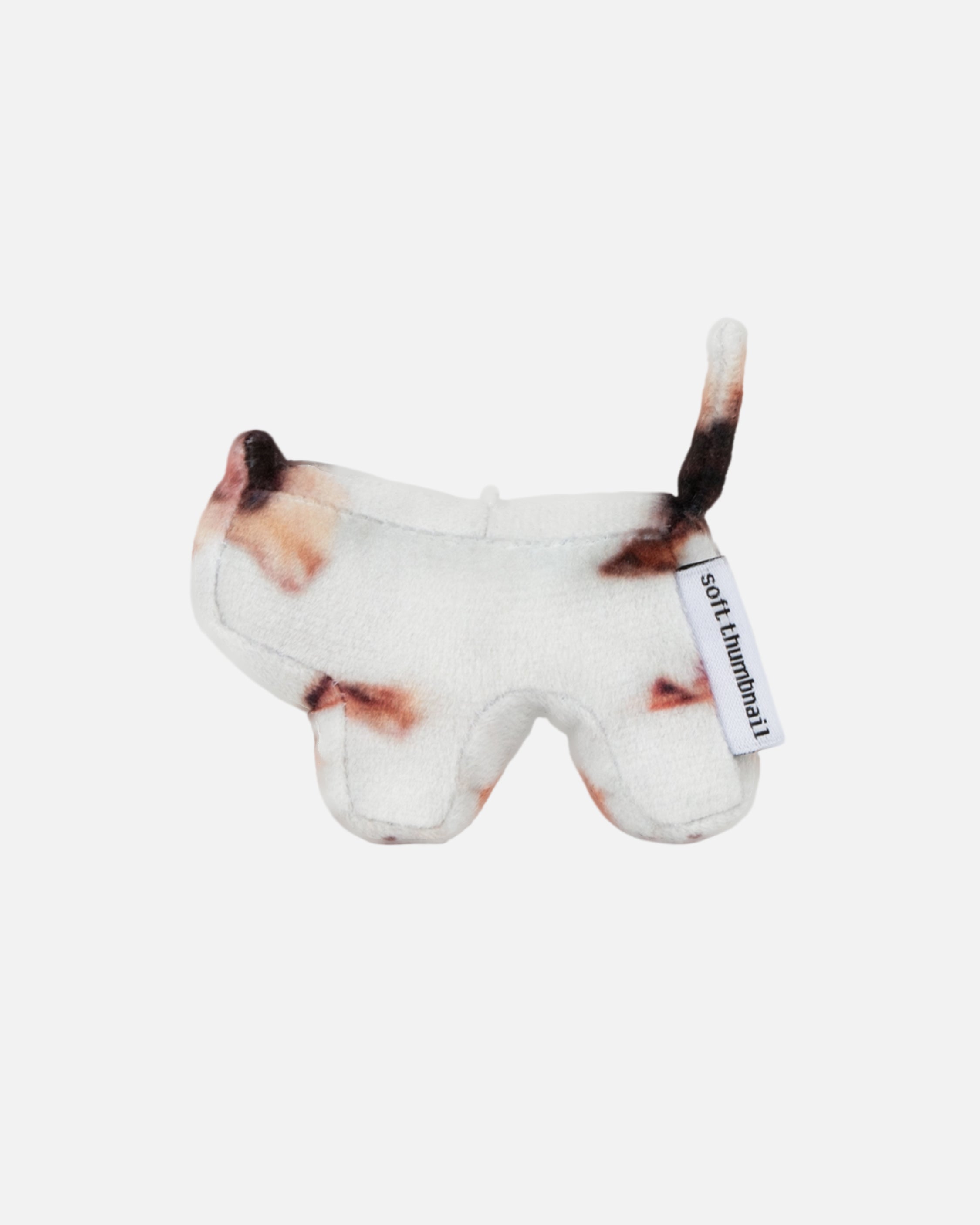 Soft Thumbnail / Jigoo, Domestic Shorthair
