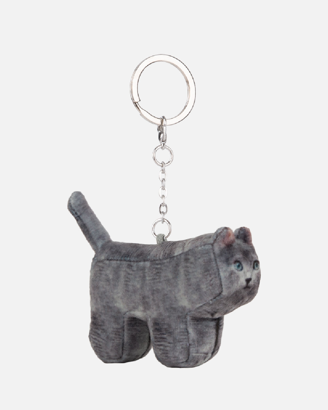 Jigoo, Domestic Shorthair